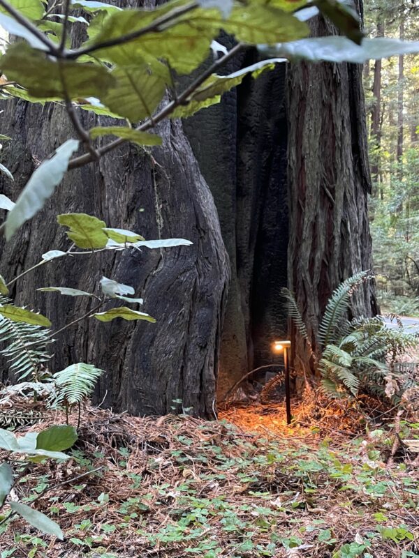 Redwood - Image 6