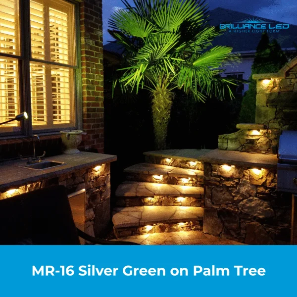 MR-16 Silver Green on Palm Tree